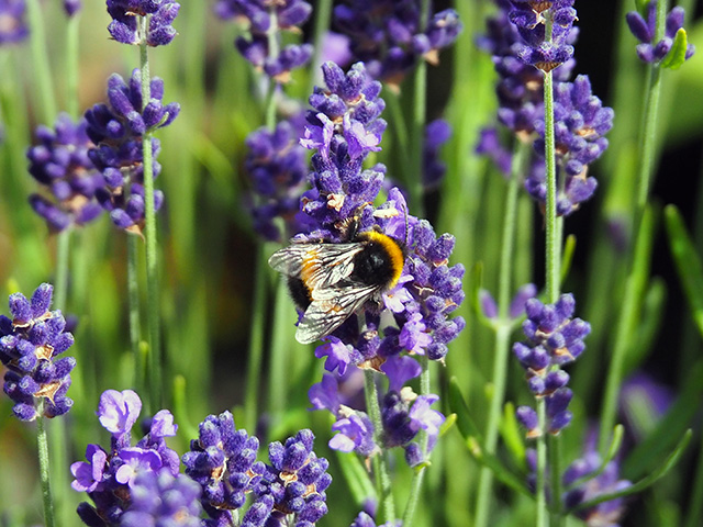 A bee on lavender.