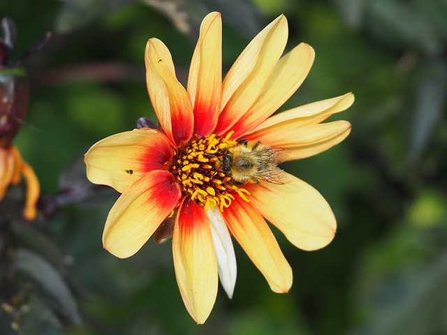 A bee on a dahlia.