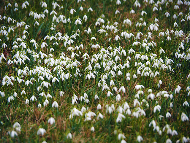 A carpet of snowdrops in the churchyard.