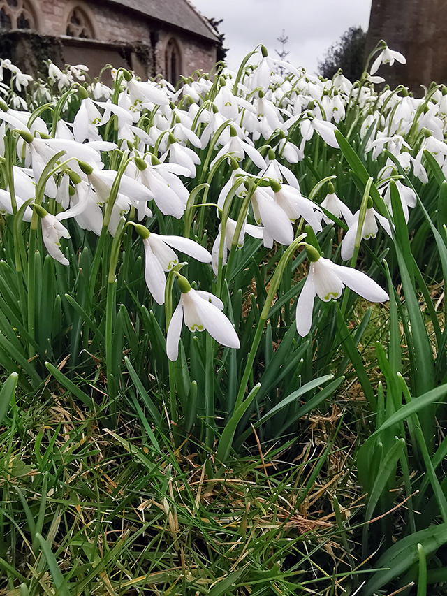 Snowdrops in front of the church.