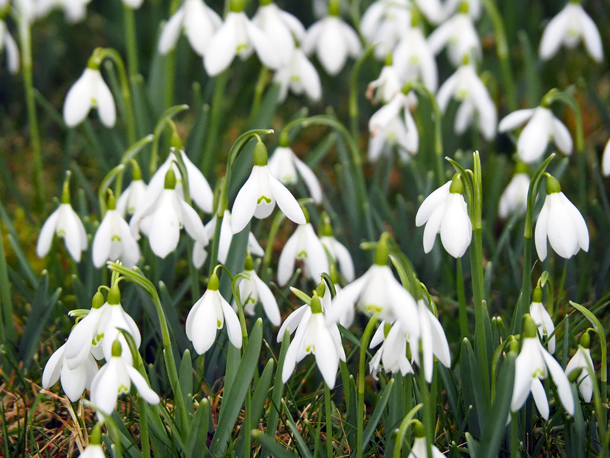 Snowdrops at Kerry Church