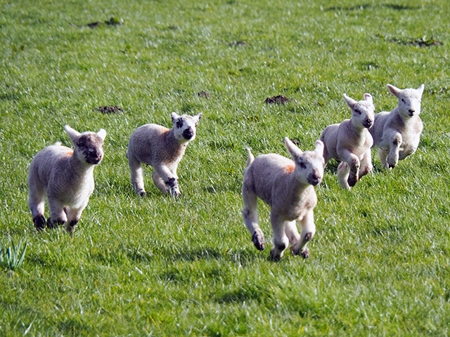 Lambs having a race.