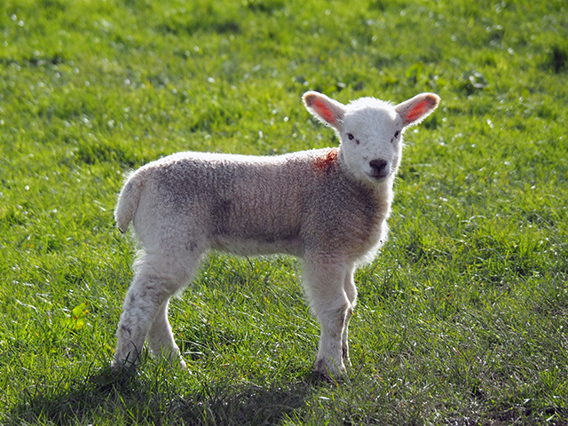 Spring lamb.