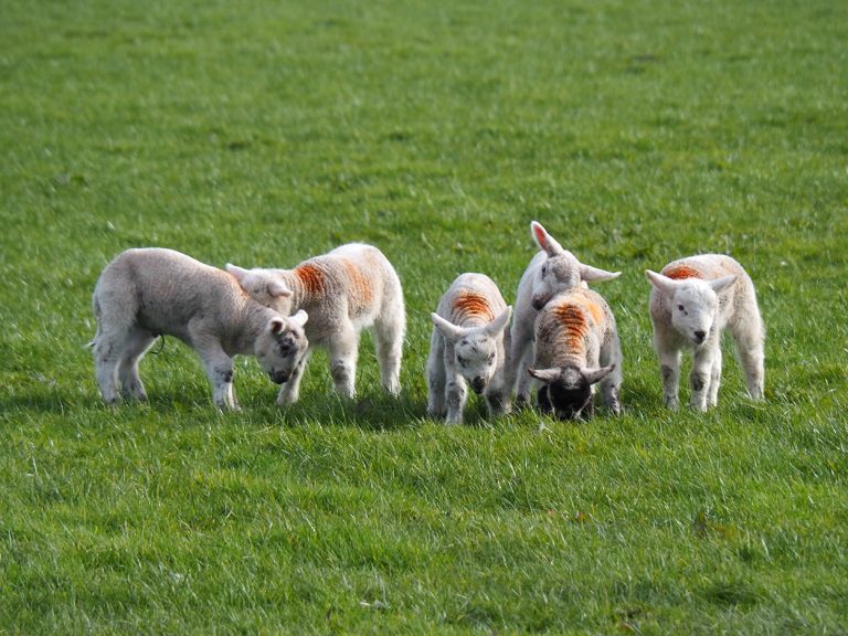 Spring Lambs