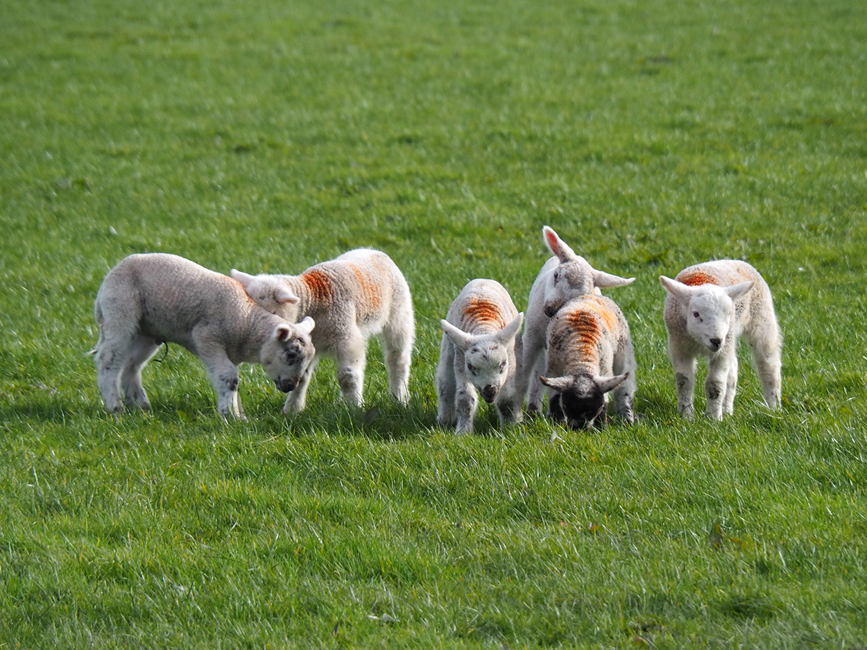 Spring Lambs