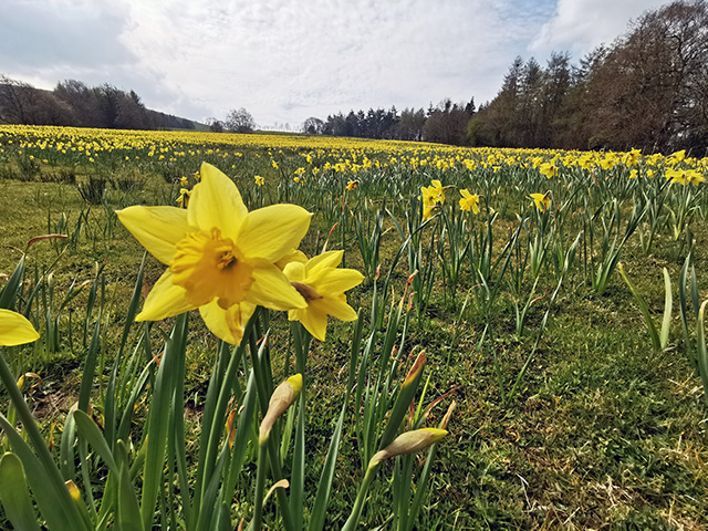 A close up of a daffodil with many other daffodils in the background.