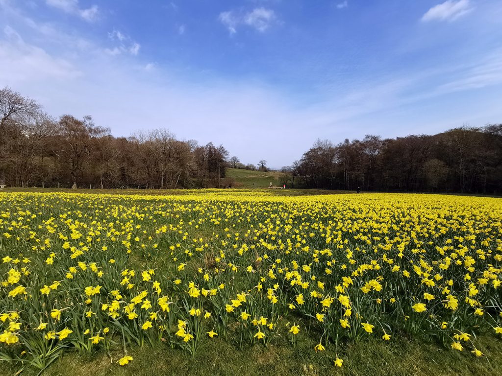 170,000 daffodils planted in aid of Marie Curie.