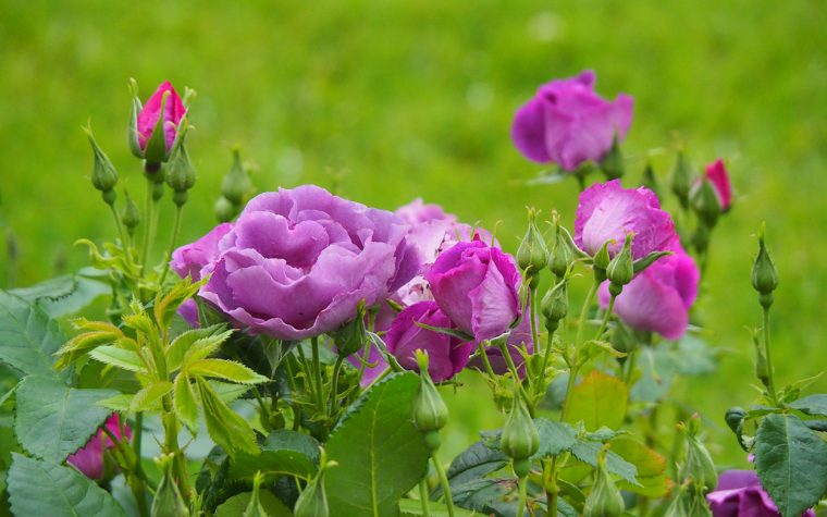 Purple roses in a garden.