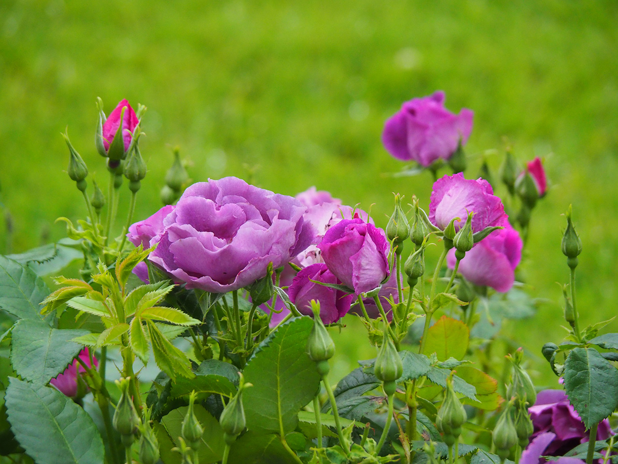 Purple roses in a garden.