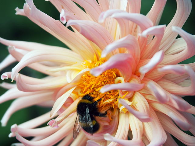 Bee on a dahlia.
