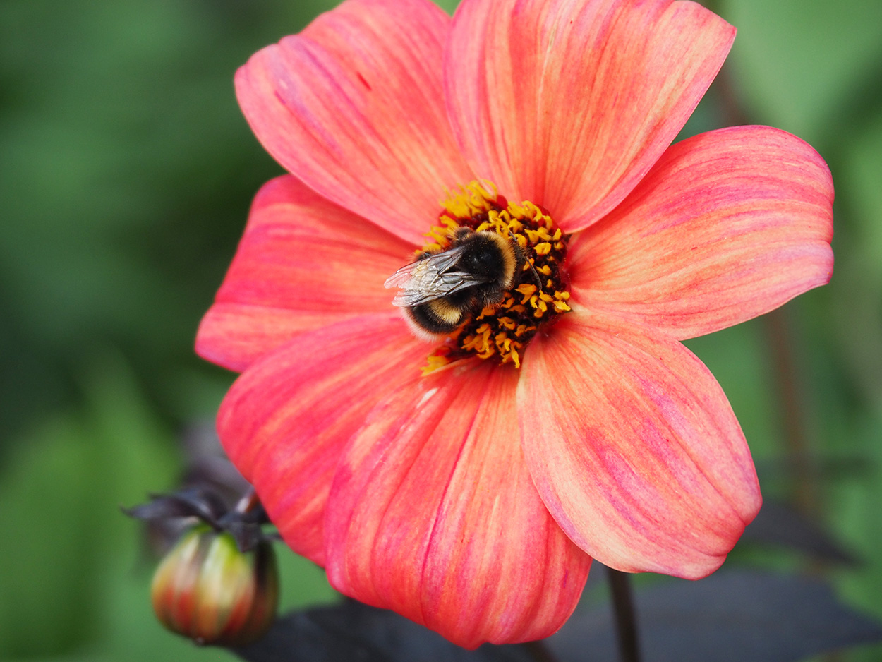Bee on a dahlia.