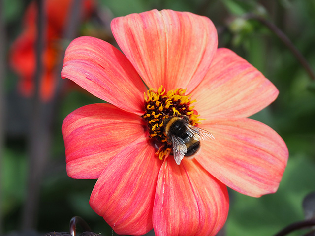 Bee on a dahlia.