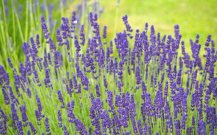 A close-up of lavender.