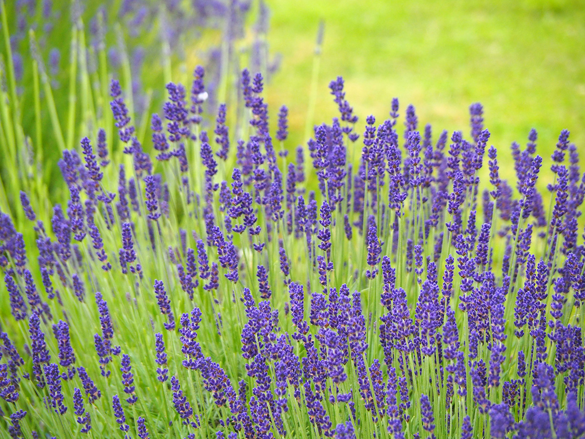 A close-up of lavender.