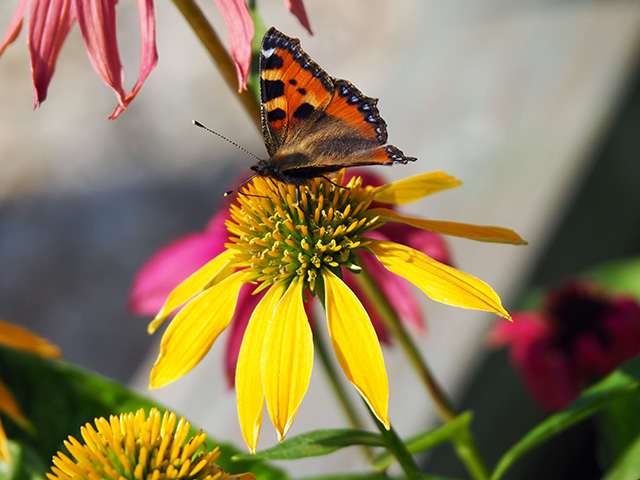 Butterfly on Echinacea.