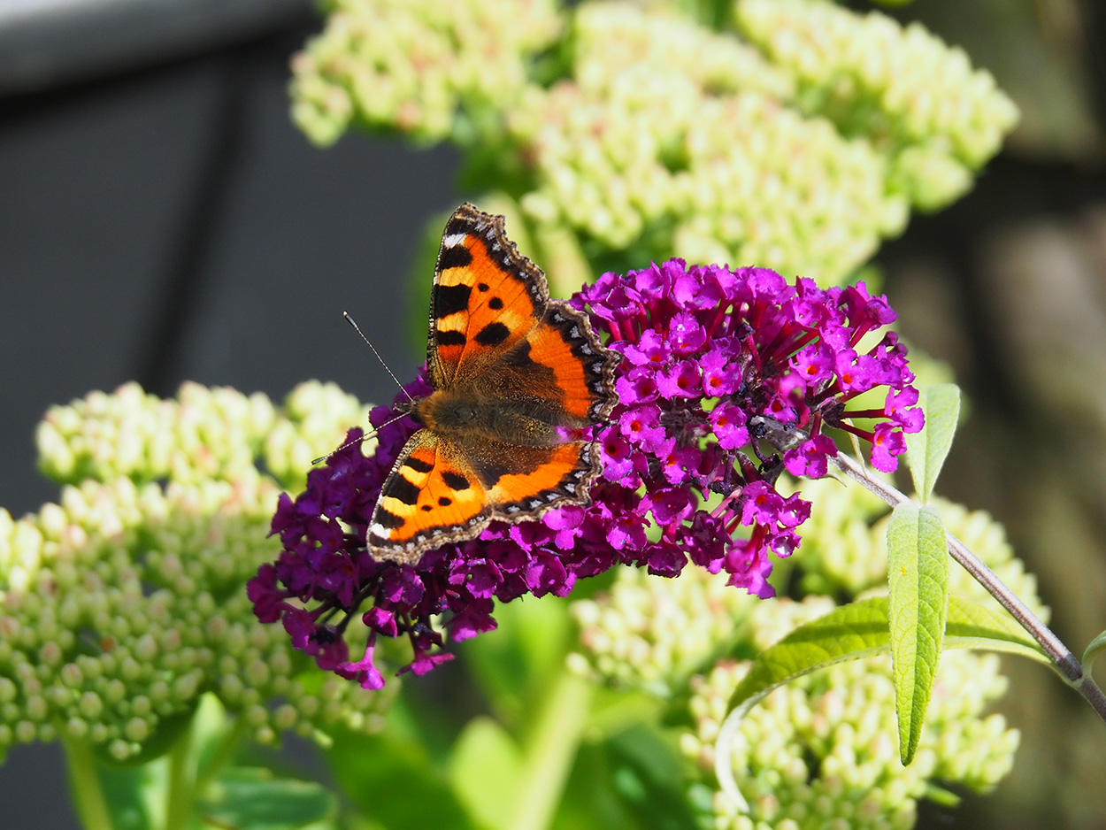 Tortoiseshell butterfly on Buddleia.