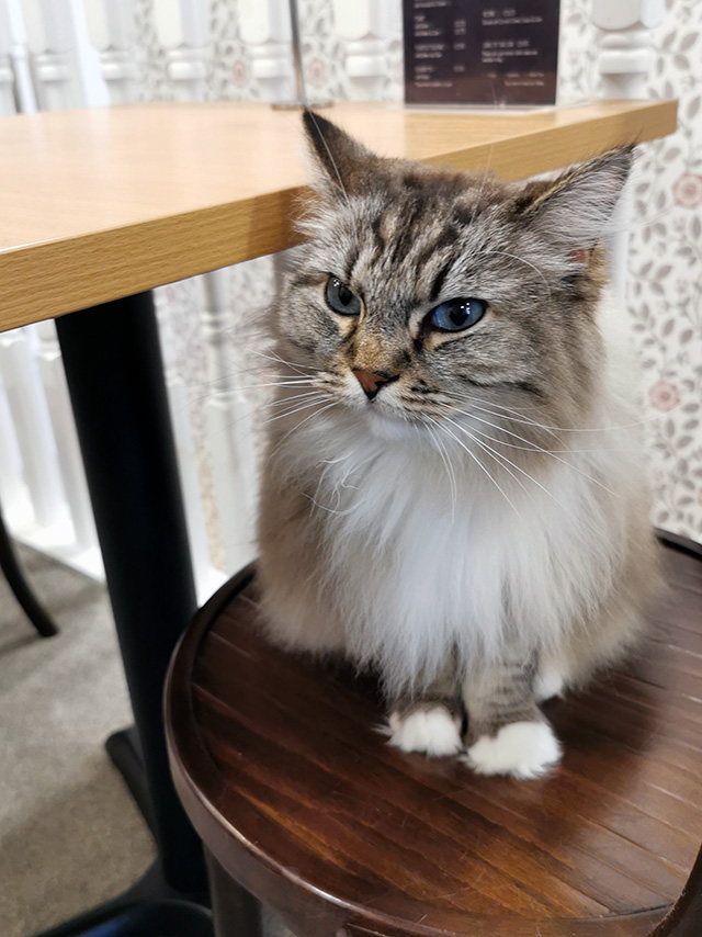 A cat sat at a table.
