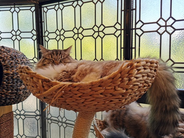 A sleeping cat at Liverpool Cat Cafe.