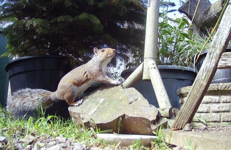 A squirrel sat on a rock.
