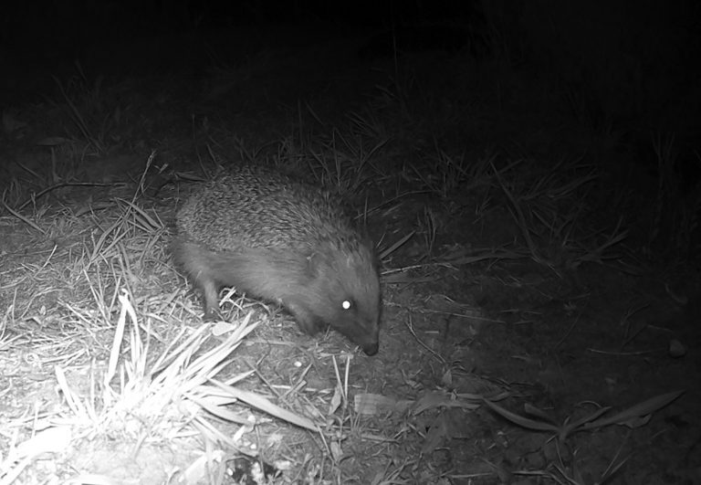 Gardenwatch: Hedgehog