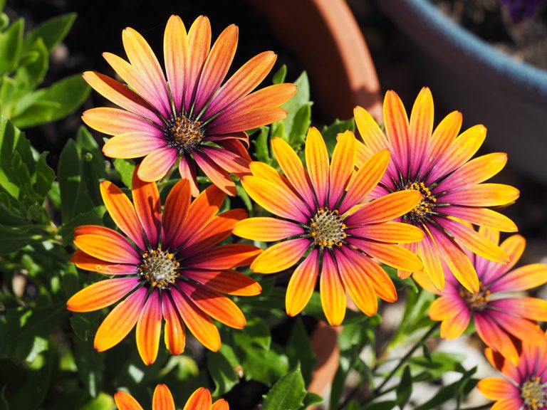 Blooming Marvellous!