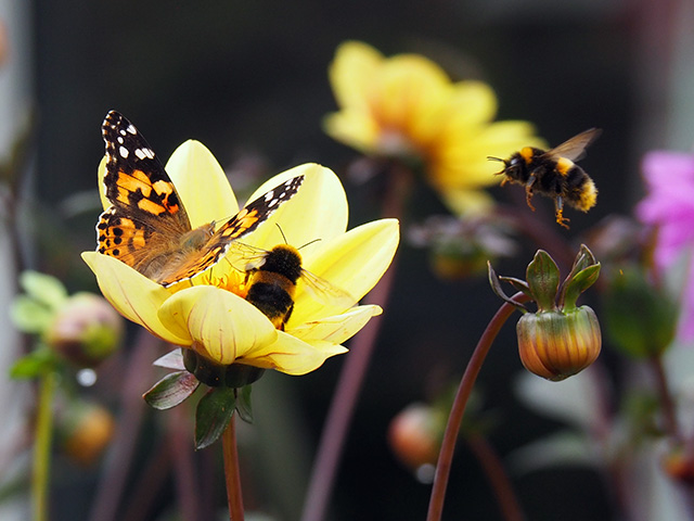 A butterfly and a bee on a dahlia, with another bee in flight.
