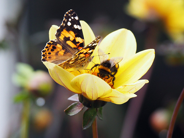 A butterfly and a bee resting on a yellow dahlia.