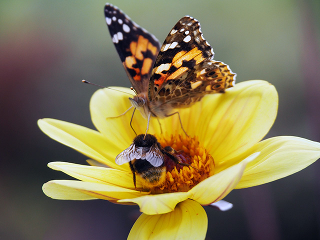 A bee and a butterfly on a yellow dahlia.