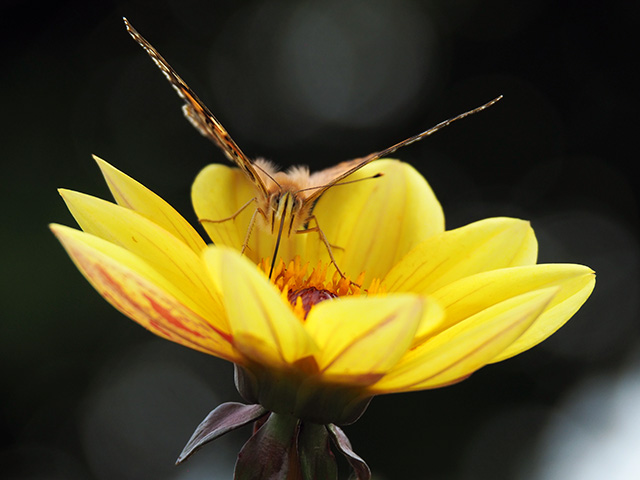 A butterfly looking directly at the viewer while sat on a yellow dahlia.
