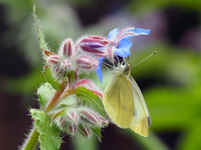 A butterfly on Borage.
