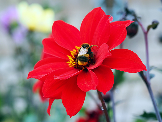 A bee on a red dahlia.