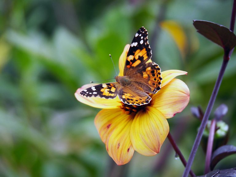 A butterfly on a burnt orange and yellow dahlia.