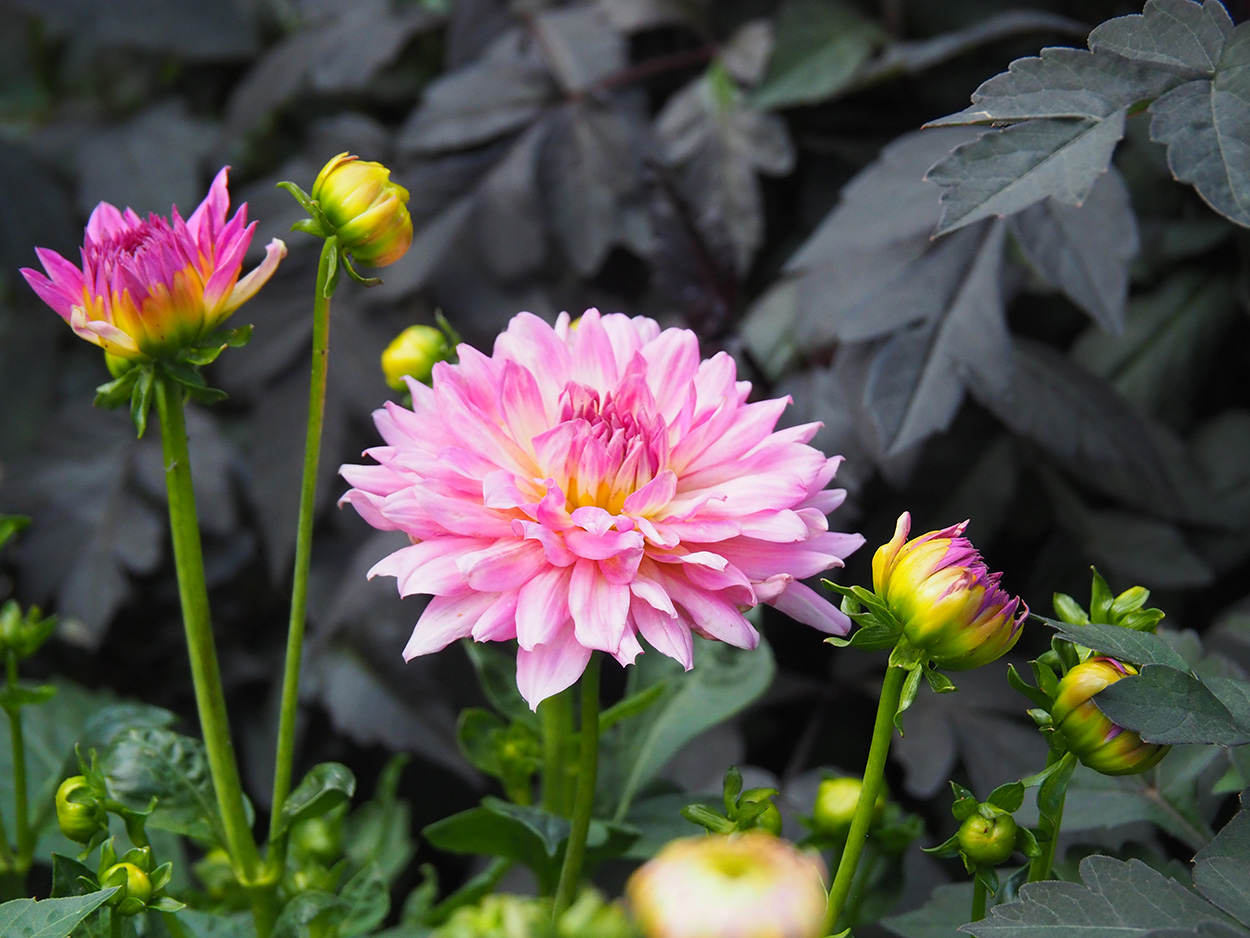 A pink dahlia in the garden.