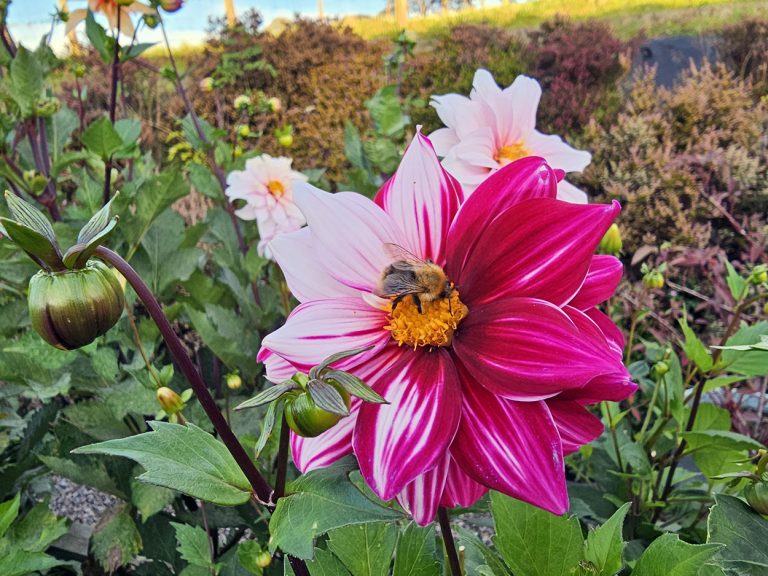 A bee on a white & pink dahlia.