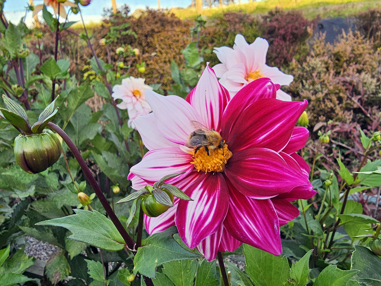 A bee on a white & pink dahlia.