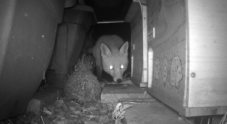 A hedgehog and a fox in the back garden.