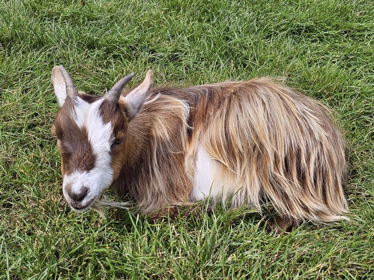 A goat at Small Breeds Farm Park.