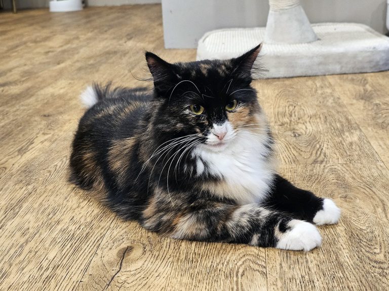 One of the cats at the Cat Cafe in Liverpool.