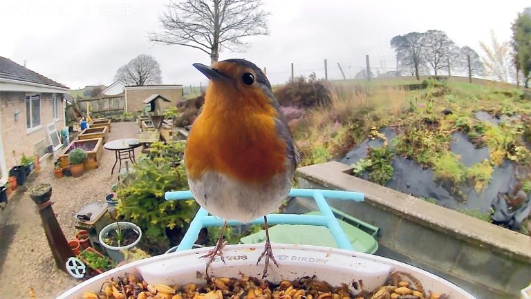 Robin at the birdfeeder.