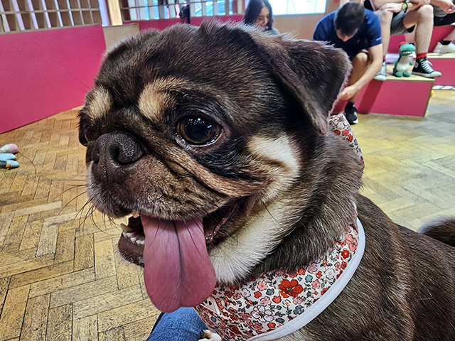 A Pug having a cuddle.