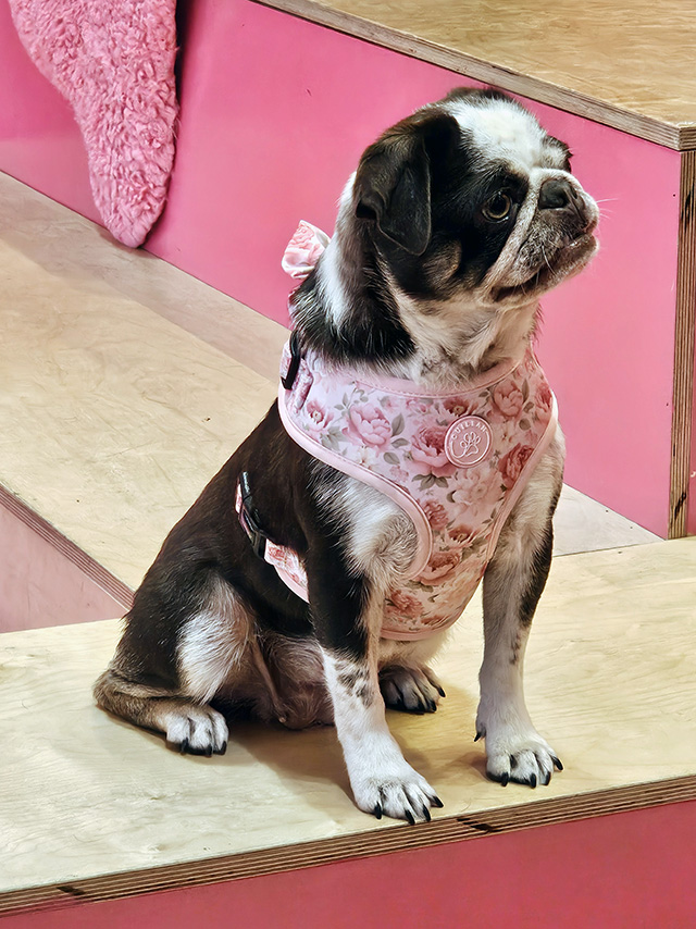 A Pug at CuppaPug Cafe.