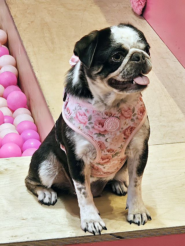 Pug.