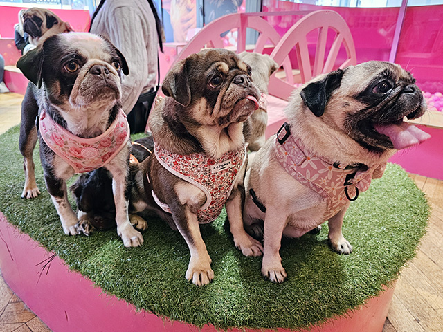 Pugs!