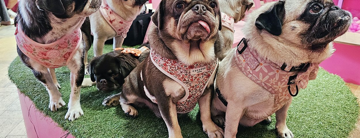 CuppaPug – The Pug Café