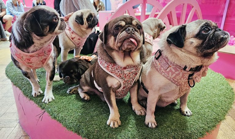 Pugs!