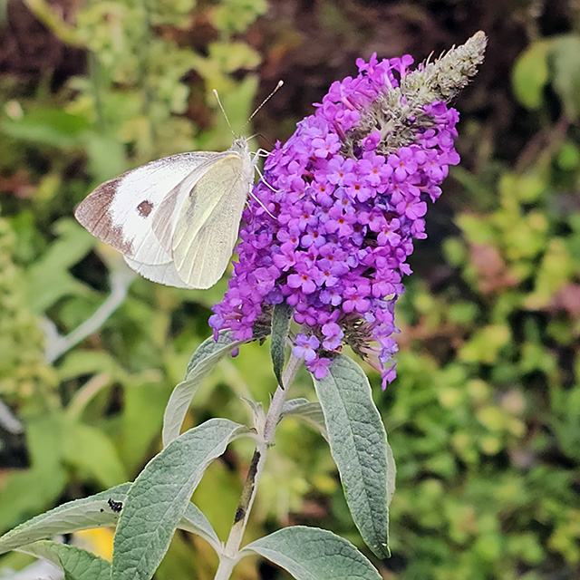 A white butterfly on Buddleia.