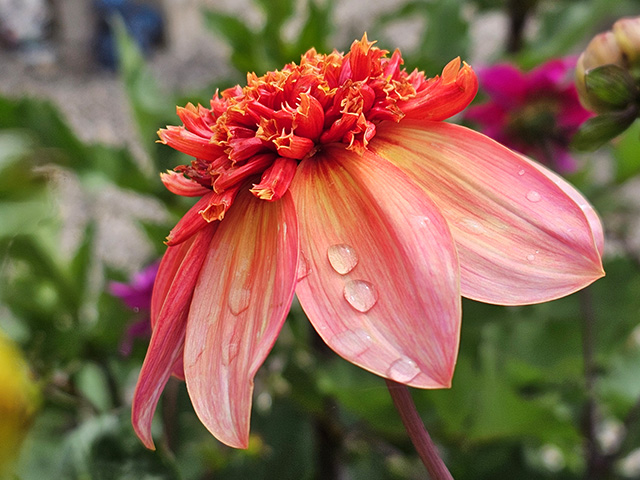 Raindrops on Dahlia 'Totally Tangerine'.