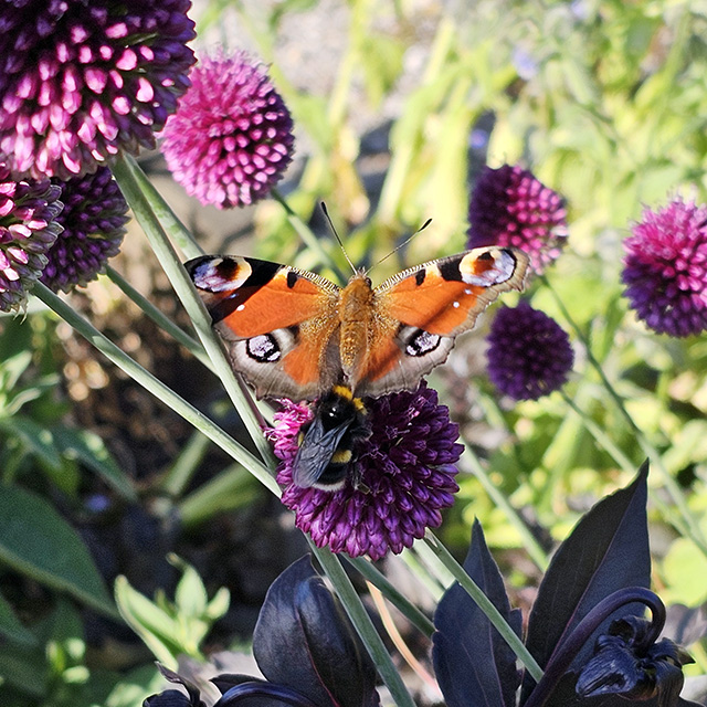 A Peacock butterfly and a bee on allium.