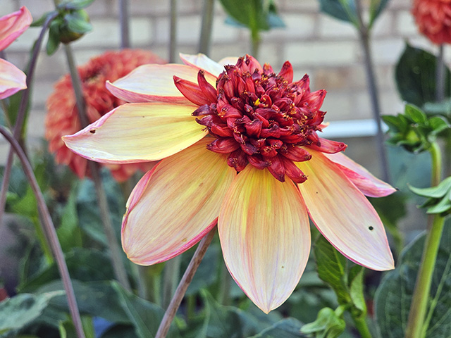 Dahlia 'Totally Tangerine' after a bit too much sun!