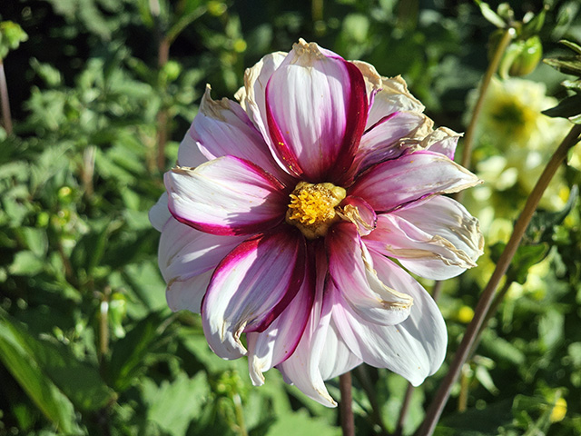Dahlia 'Edge of Joy' wilting in the sun.
